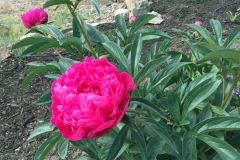 2021_6_6peony