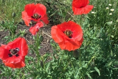 2021_6_6poppies