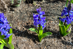 2022_5_4hyacinth