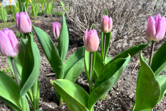 2022_5_4tulips2